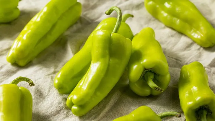 Cubanelle Pepper Recipes